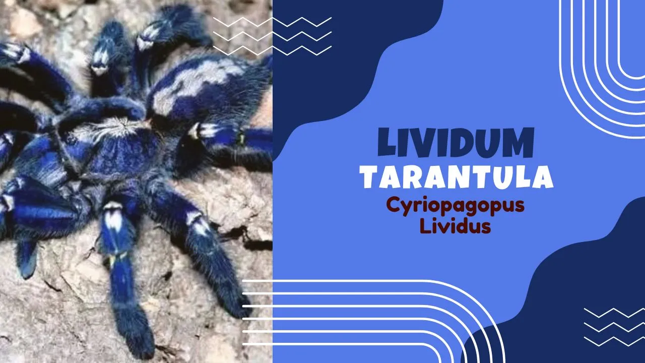 Blue Lividum Tarantula on a natural background with text highlighting its scientific name, Cyriopagopus lividus