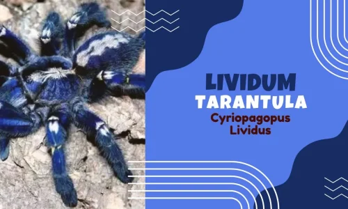 Blue Lividum Tarantula on a natural background with text highlighting its scientific name, Cyriopagopus lividus